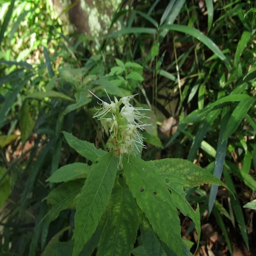 テンニンソウの花