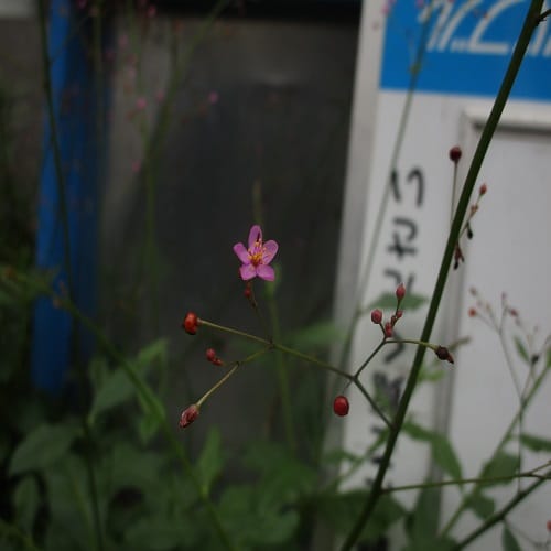 ハゼランの花