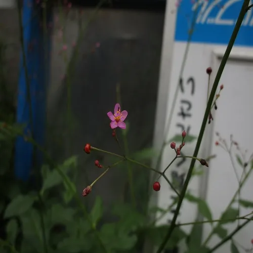 ハゼランの花