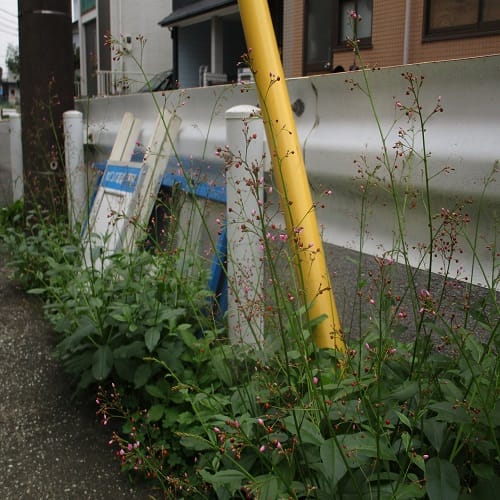ハゼランの全体像