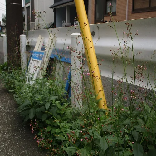 ハゼランの全体像