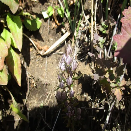 ムラサキセンブリのつぼみ