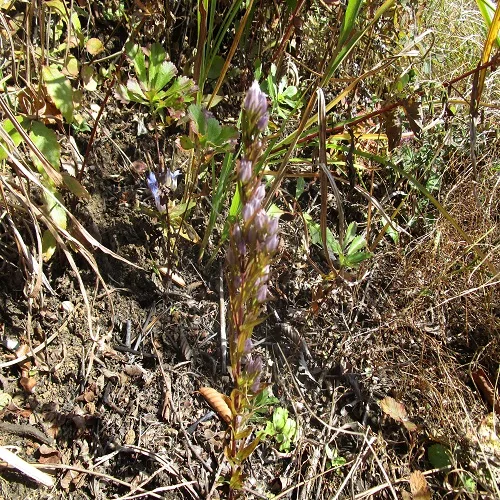 ムラサキセンブリの全体像