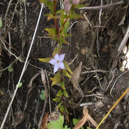 ムラサキセンブリの花