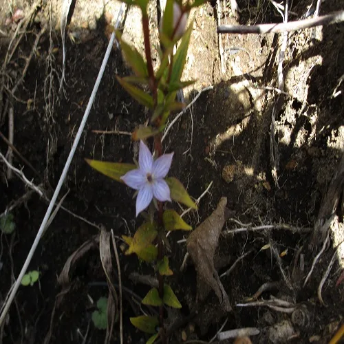 ムラサキセンブリの花