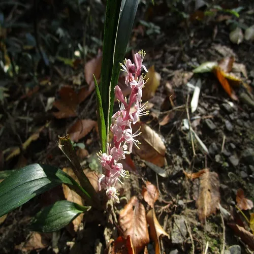 キチジョウソウの花