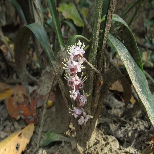 キチジョウソウ