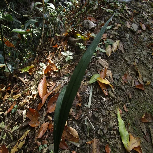 キチジョウソウの葉