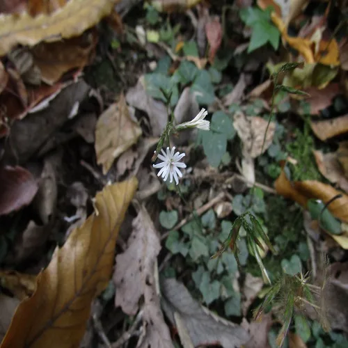 キッコウハグマの花