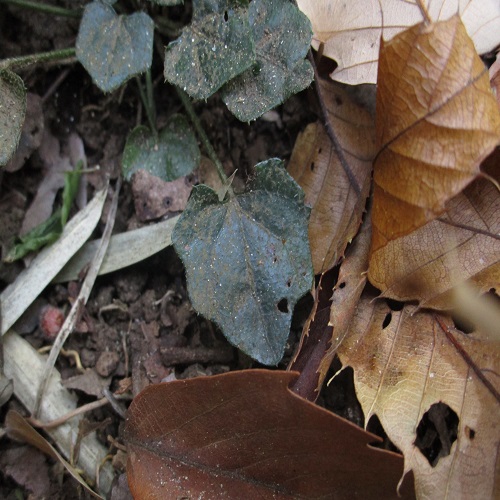 キッコウハグマの葉