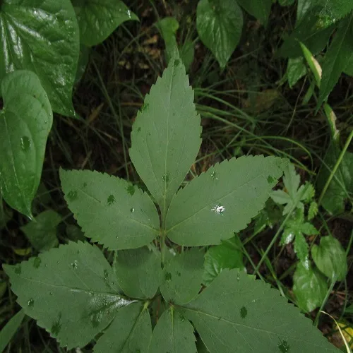カノツメソウの葉