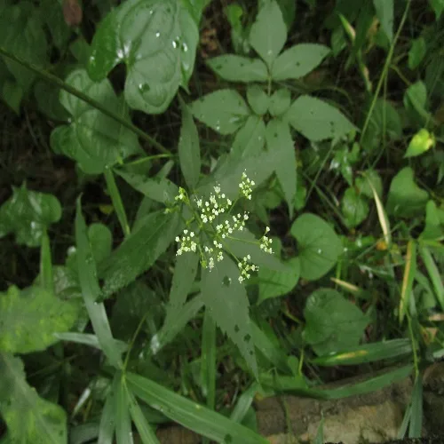 カノツメソウの花