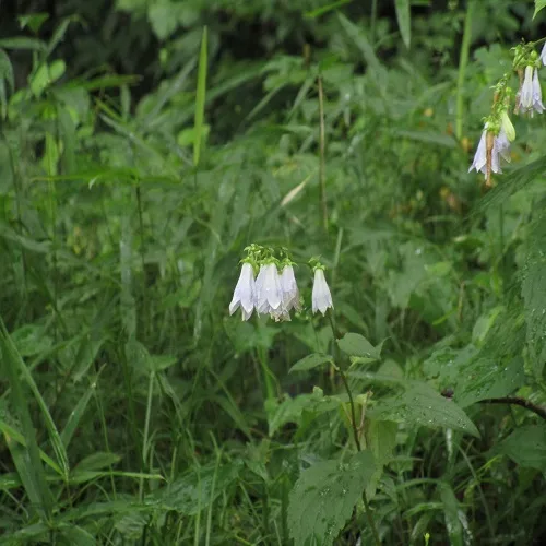 ソバナの花