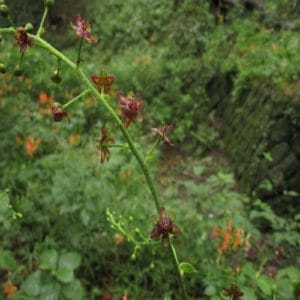 ナガバシュロソウの花