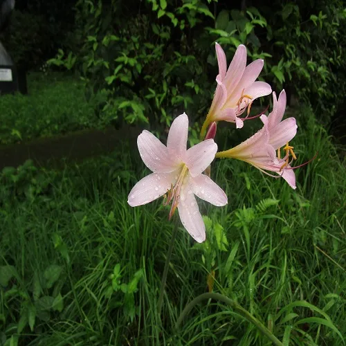 ナツズイセンの花