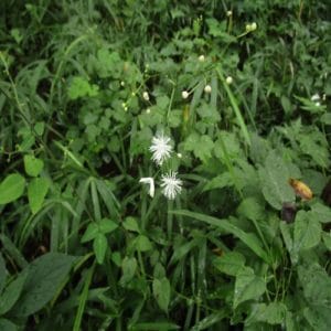 シギンカラマツの花