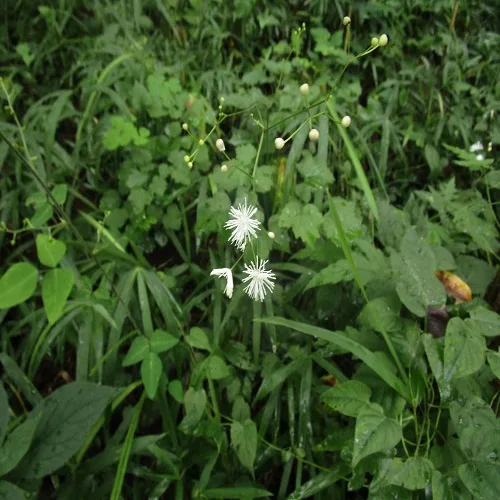 シギンカラマツ