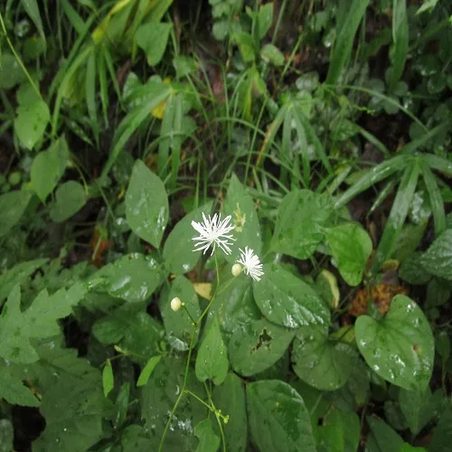 シギンカラマツの花