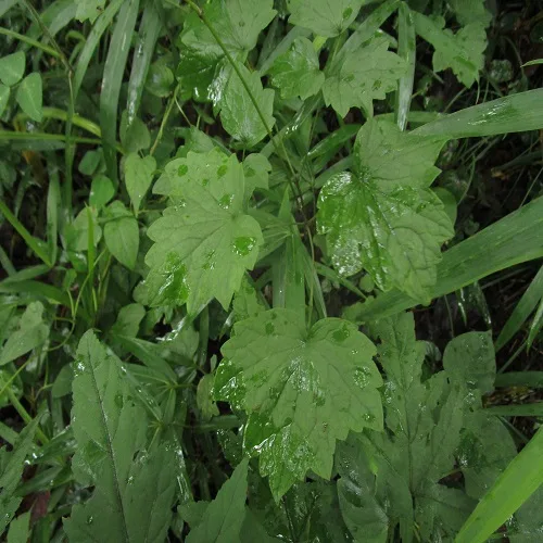 シギンカラマツの葉