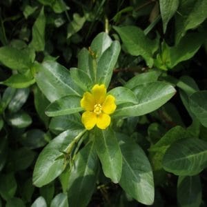 ミズキンバイの花