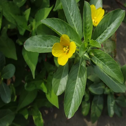 ミズキンバイの花