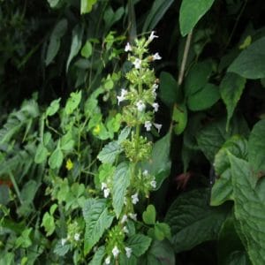 イヌトウバナの花