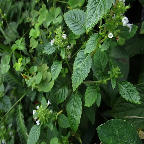 イヌトウバナの葉