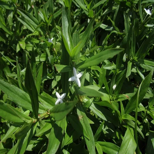 メリケンムグラ