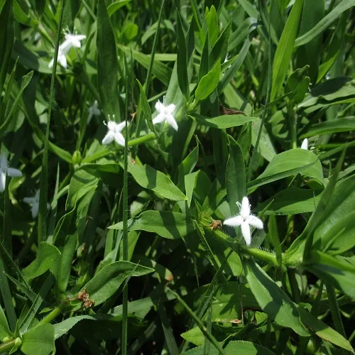 メリケンムグラの花
