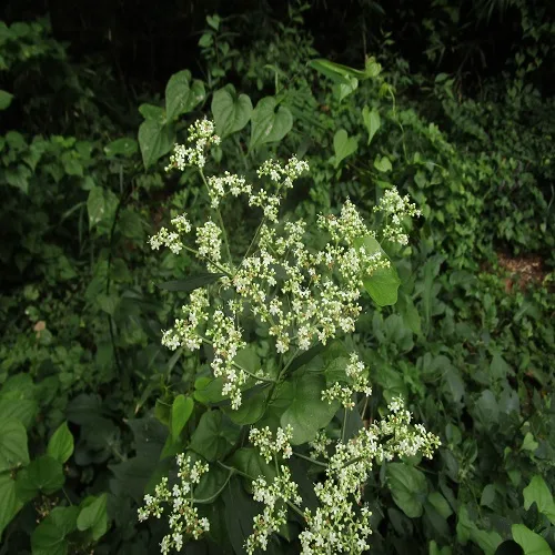 オトコエシの花