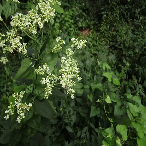 オトコエシの花