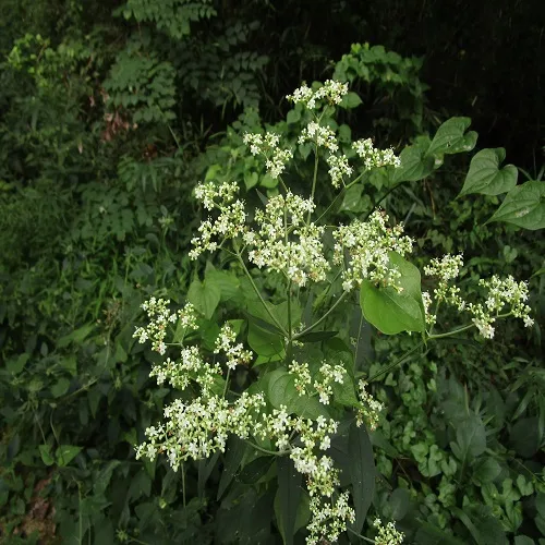 オトコエシの花