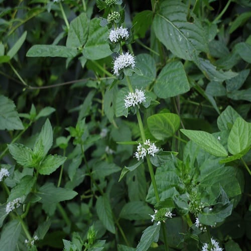 ハッカの花