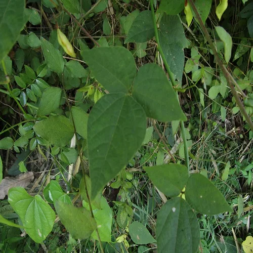 トキリマメの葉