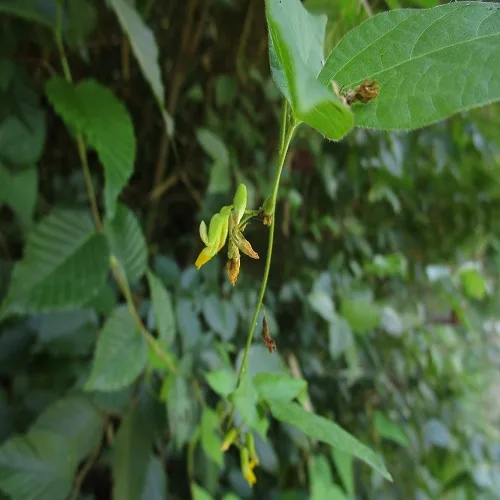 トキリマメの花