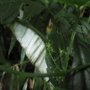 アマチャヅルの花