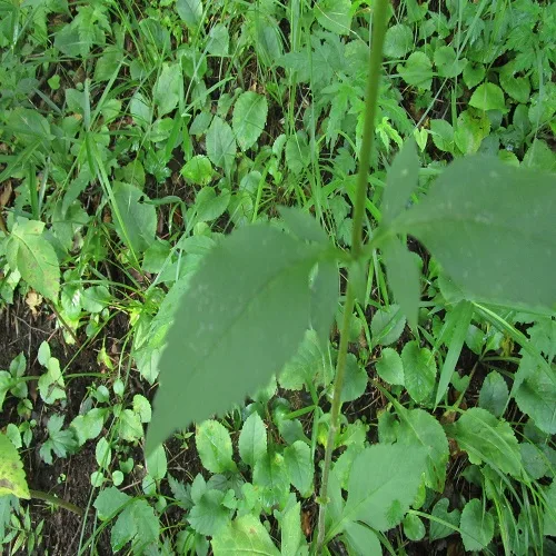 オトコエシの葉