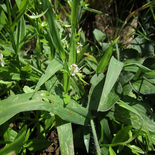 アゼトウガラシの花