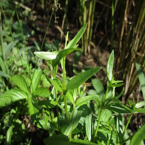 アゼトウガラシの葉