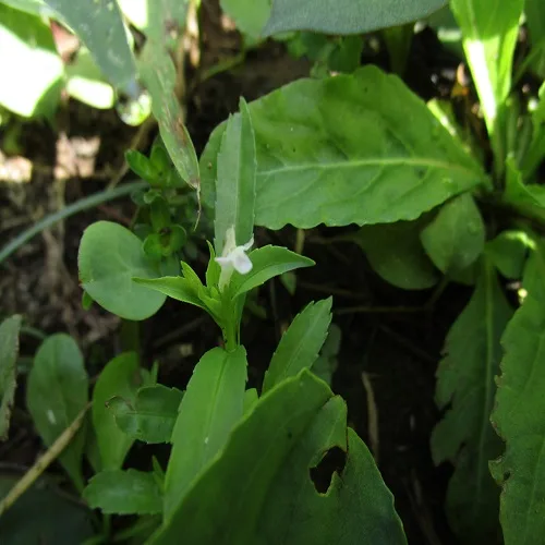 エダウチスズメノトウガラシ