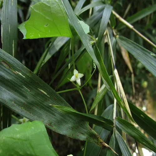 スズメウリの花