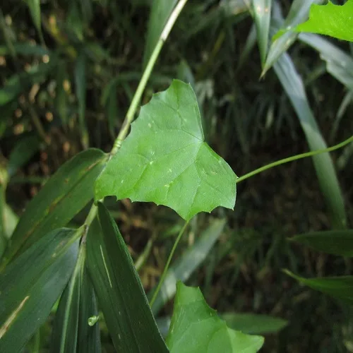 カラスウリの葉
