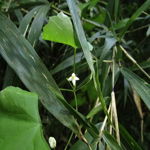 スズメウリの花