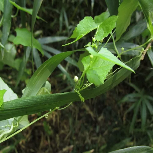 スズメウリのつぼみ