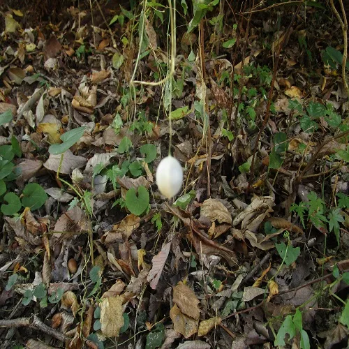 スズメウリの実