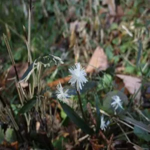 セリバオウレンの花