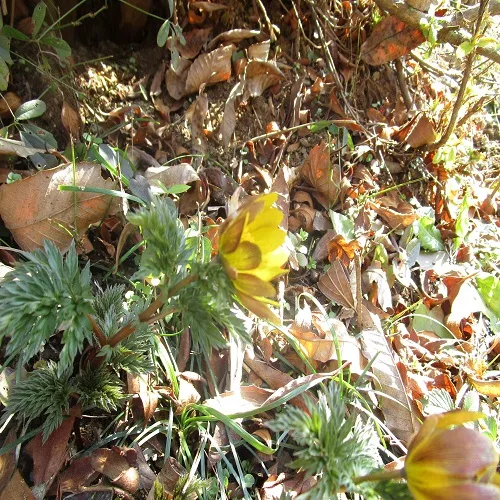 ミチノクフクジュソウの萼片と花びらの長さの違い