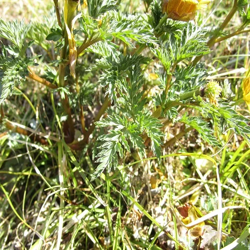 ミチノクフクジュソウの葉