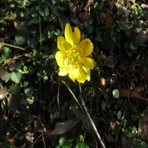 ミチノクフクジュソウの花