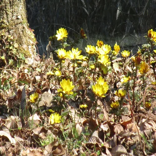 ミチノクフクジュソウの群落